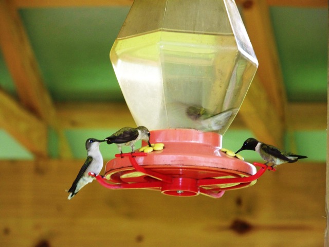 [hummingbird+blogger.JPG]