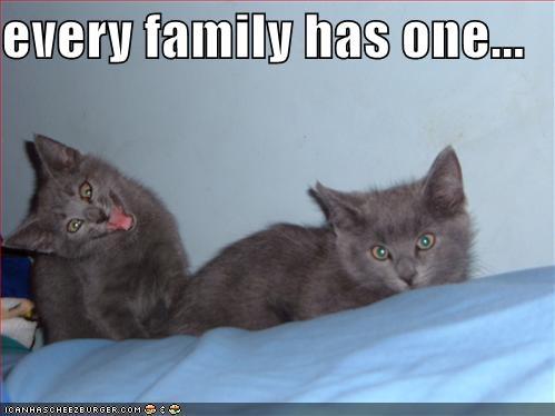 [funny-pictures-grey-kittens-crazy-f.jpg]
