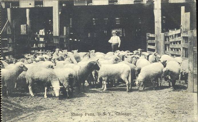 [POSTCARD+-+CHICAGO+-+STOCK+YARDS+-+SHEEP+PENS+-+B+AND+W+-+EARLY.jpg]