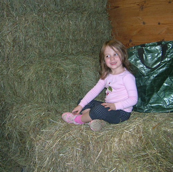 [alpaca+farm+sydney+on+hay.jpg]