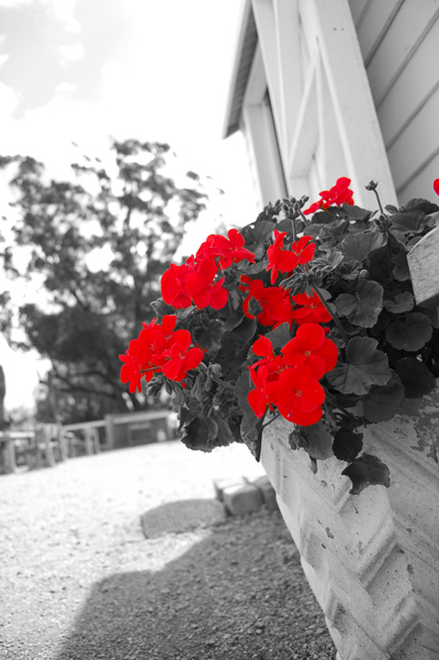 [redflower.jpg]