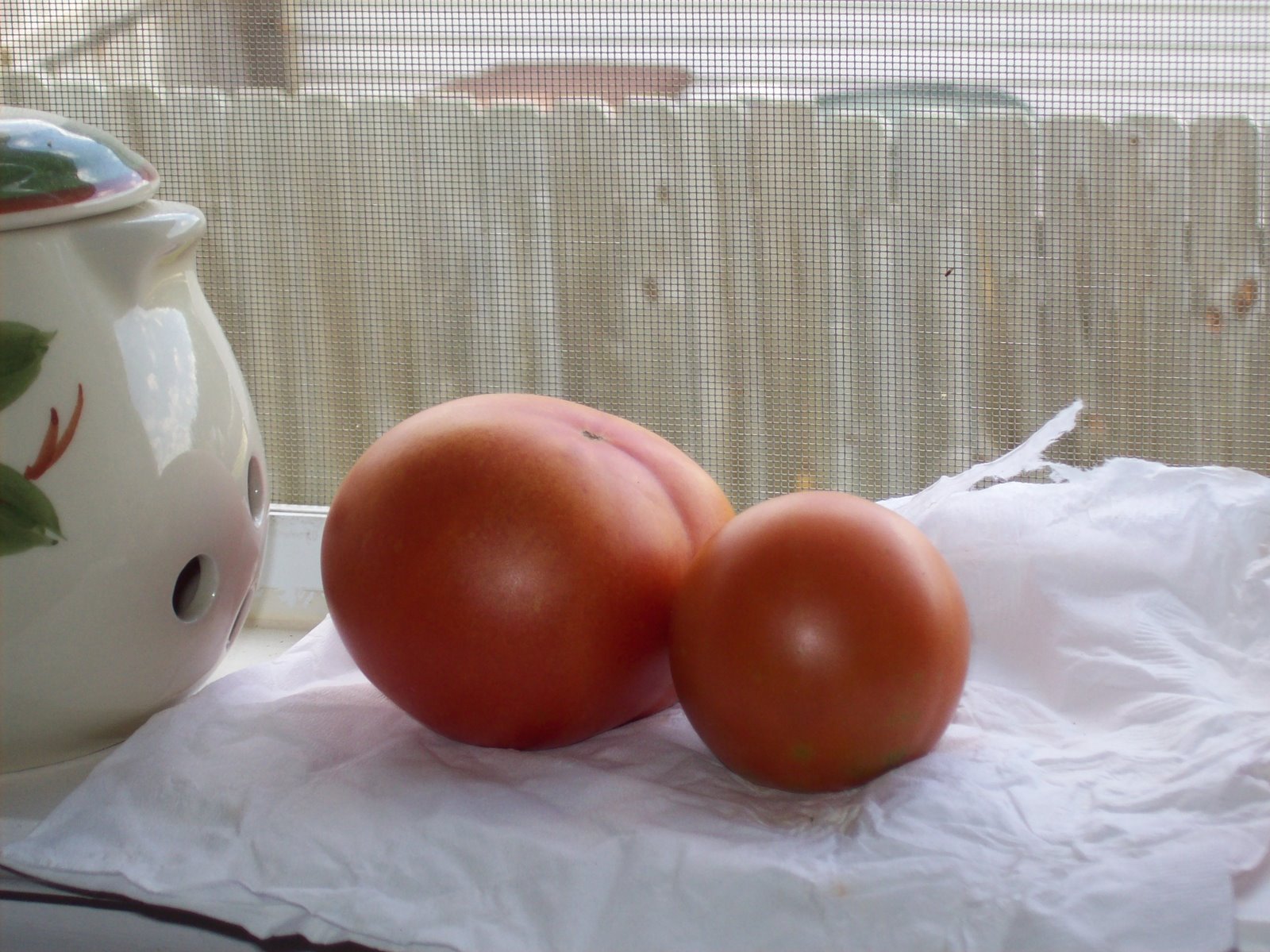 [two+tomatoes.jpg]