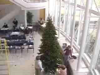 [kytv_MSU Christmas tree Strong Hall.jpg]