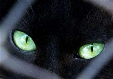 [black+cat.jpg]