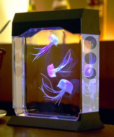 [aquapict-jellyfish-tank-led.jpg]
