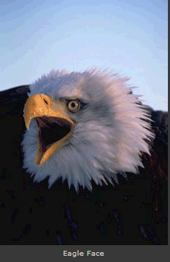 [eagle+face+nice.png]