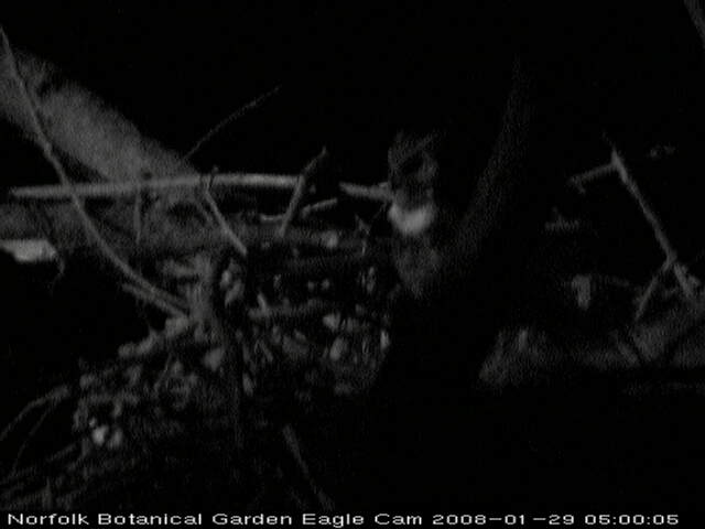 [20080129_04-59-39horned+owl+sitting+int+he+nest.jpg]