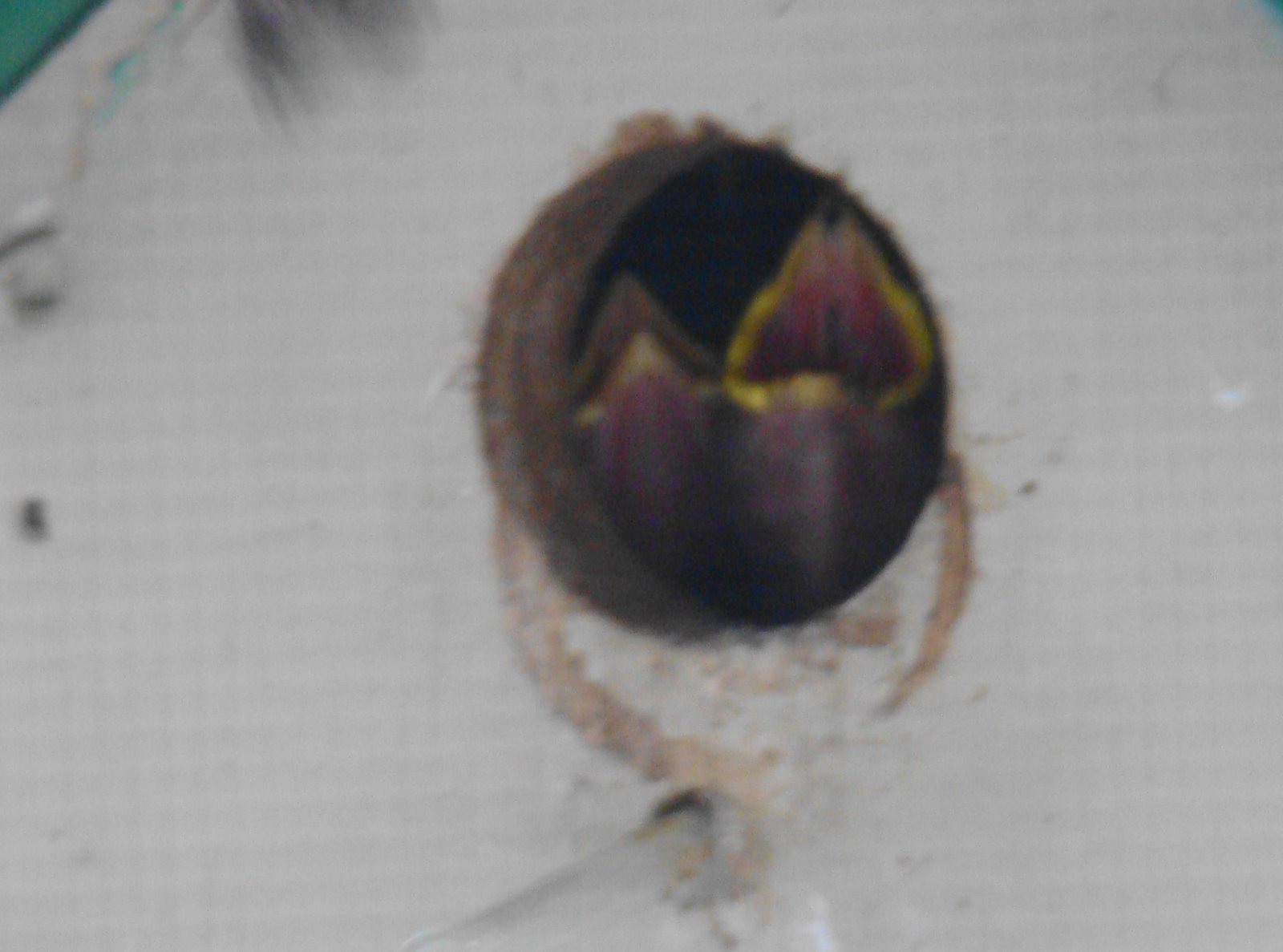 [baby+sparrows+in+birdhouse.JPG]