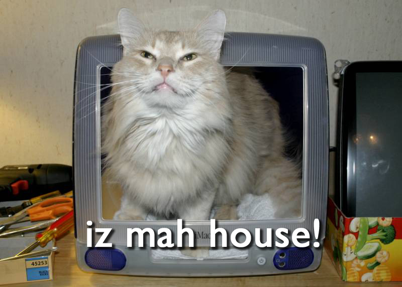 [Yet_another_lolcat.jpg]