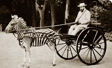 [walter-zebra-cart.jpg]