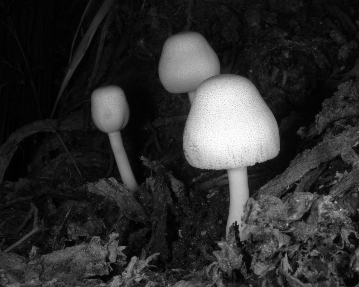 [mushrooms+3.jpg]