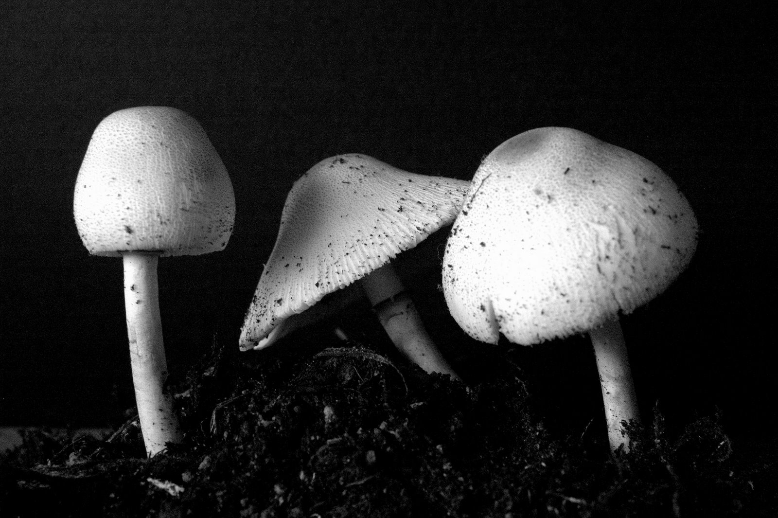 [mushrooms+5.jpg]