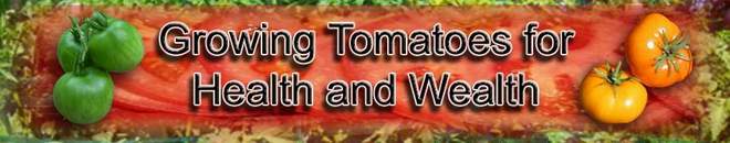 How to Grow Tomatoes for Health and Wealth