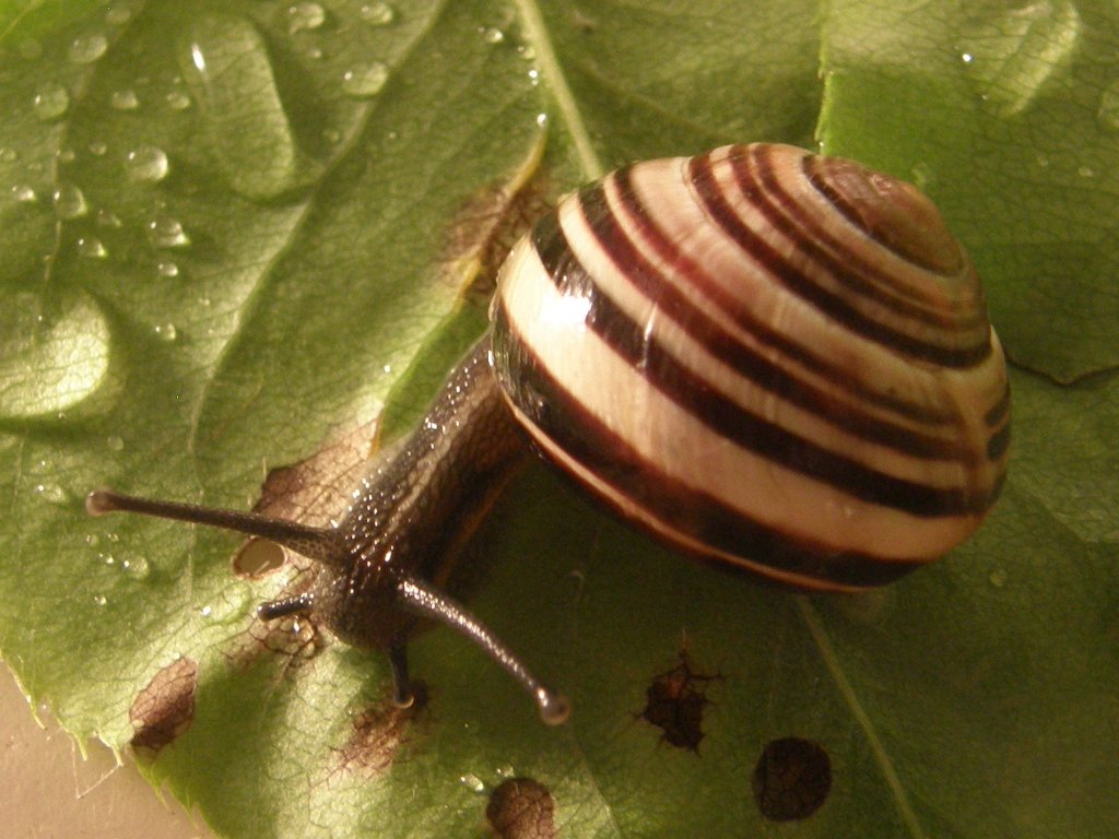 [snails+06.JPG]