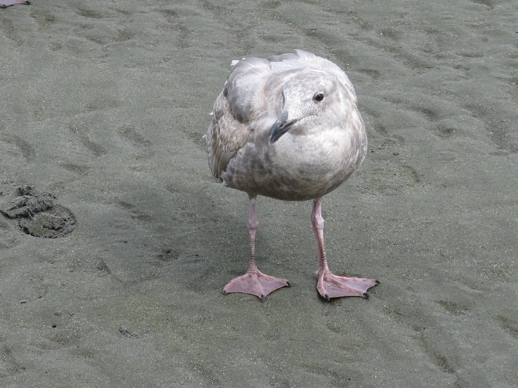 [pink+footed+seagull+b.JPG]