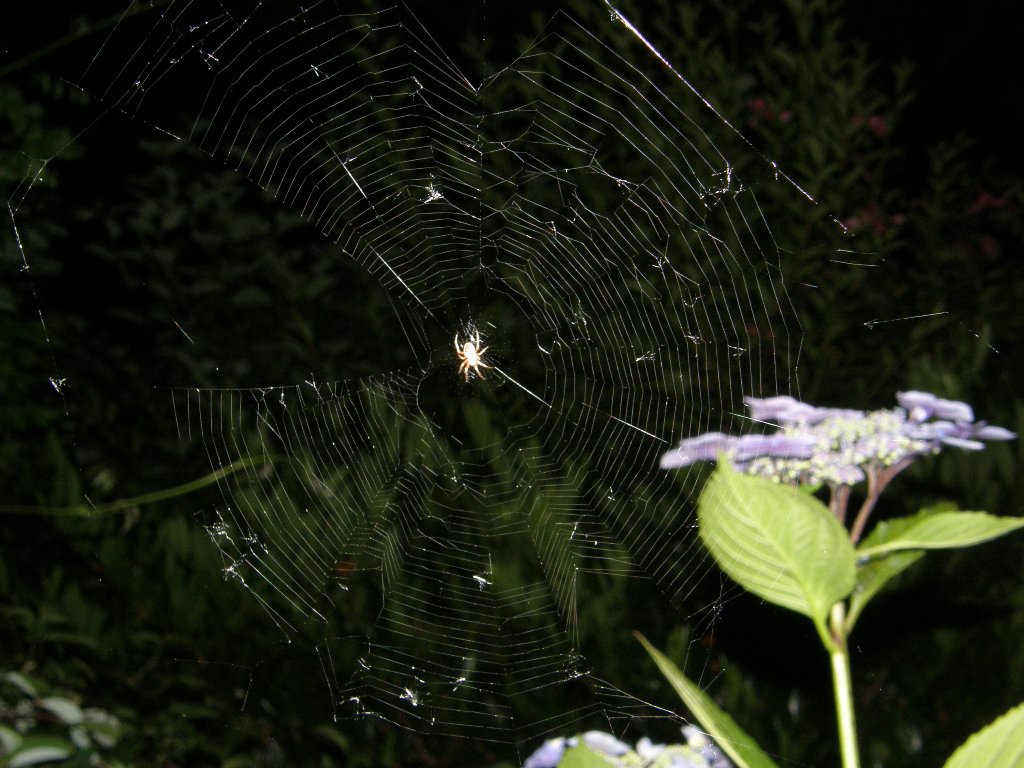 [night+spiders+3.JPG]