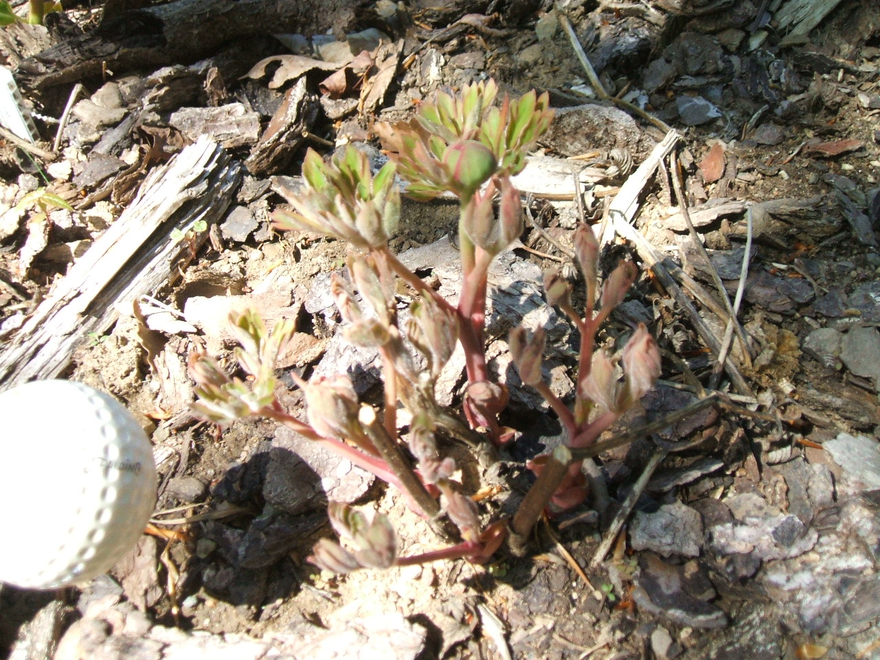 [1645+p+Paeonia+officinalis+ssp+humilis+shoots+2007.JPG]