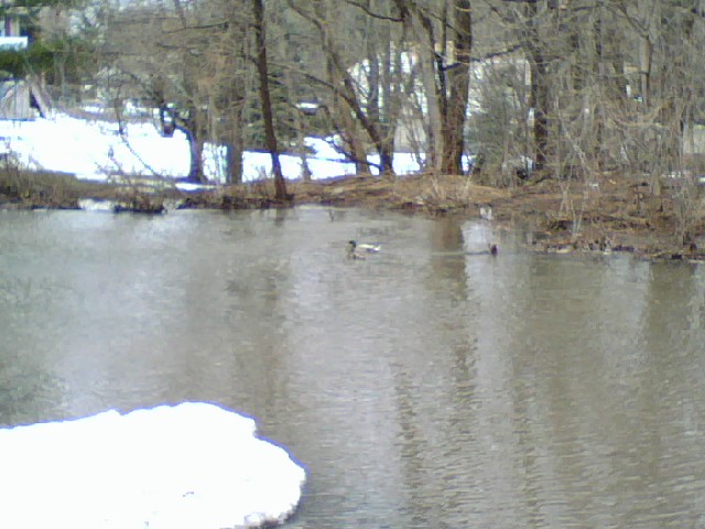 [Ducks+on+the+Pond.jpg]