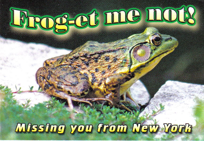 [froggy.jpg]