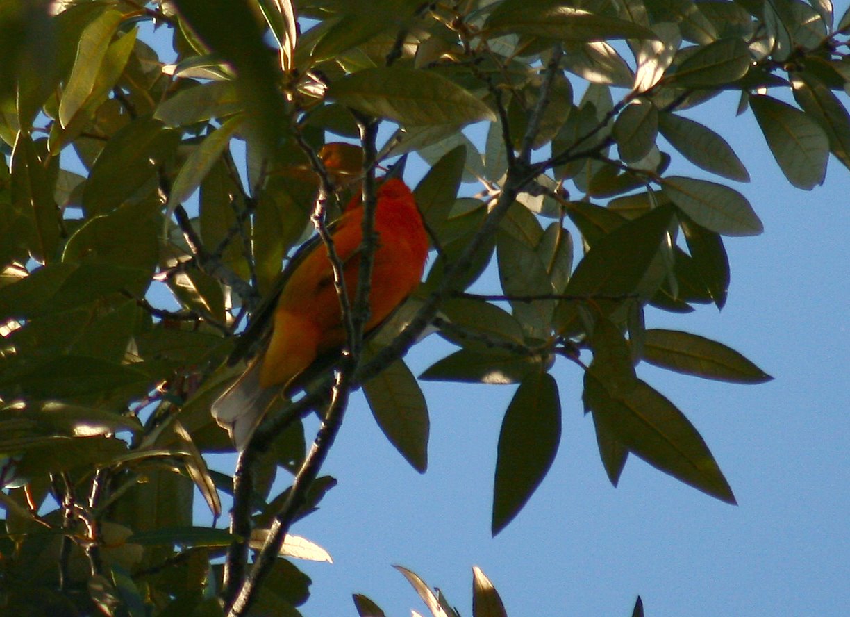 [flame-colored_tanager.jpg]