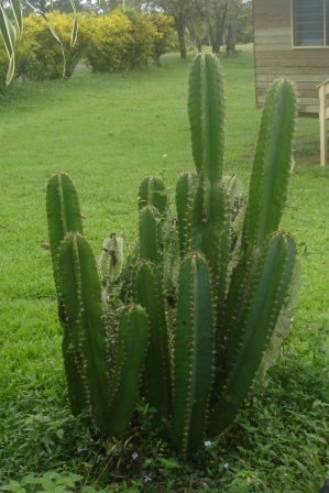 [cactus-sm-764741.JPG]