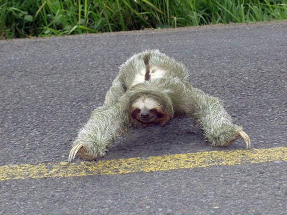 [Sloth.jpg]