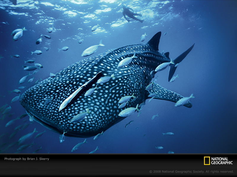 [blue-whale-shark-skerry-1099815-sw.jpg]
