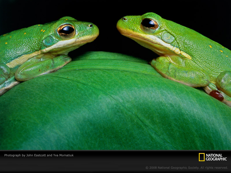 [green-frogs-eastcott-momatiuk-394758-sw.jpg]