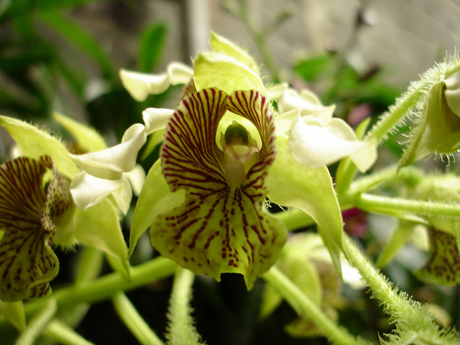 [orchid5.jpg]