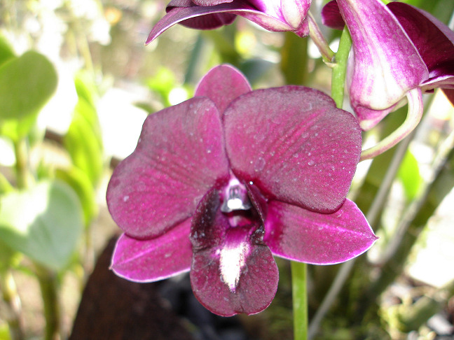 [orchid2.jpg]