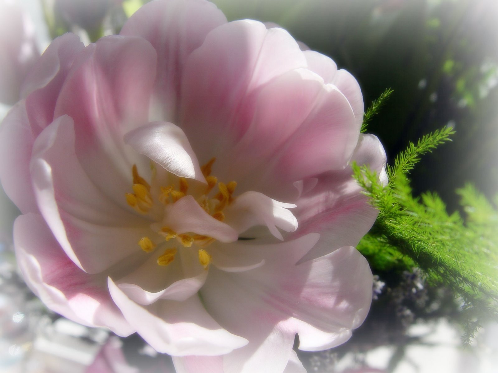 [pink_flower_matte.jpg]