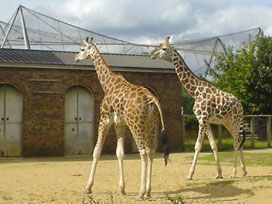 giraffes at London Zoo