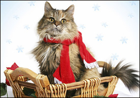 [festive-cat.jpg]