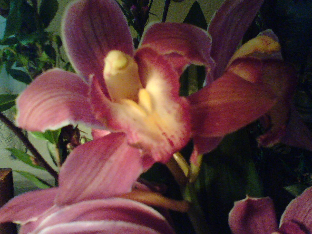 [orchid3.jpeg]