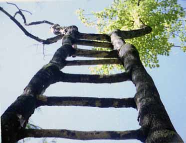 [ladder_tree1.jpg]