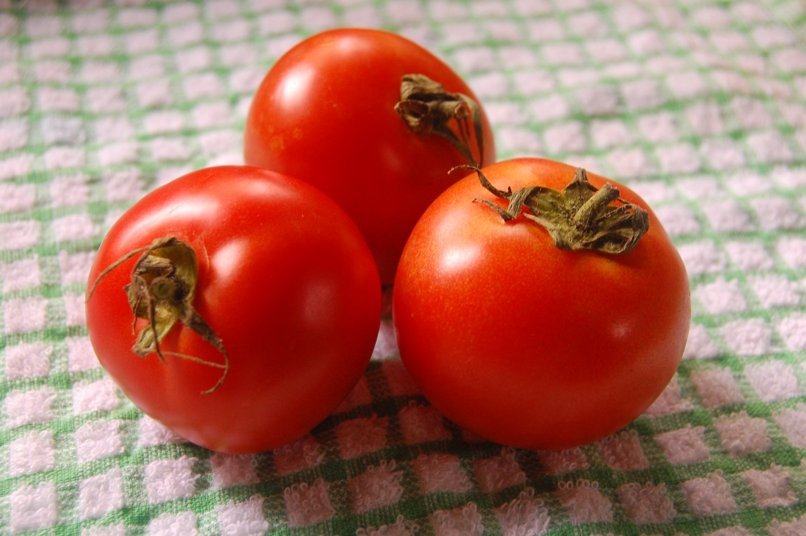 [ripe+tomatoes.JPG]
