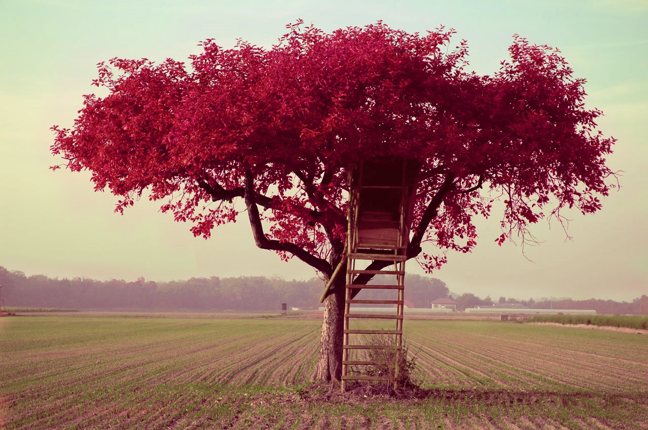 [tree_of_life_o2_by_guteCharlotte.jpg]