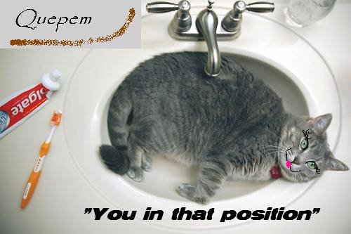 [Cat+in+sink.jpg]