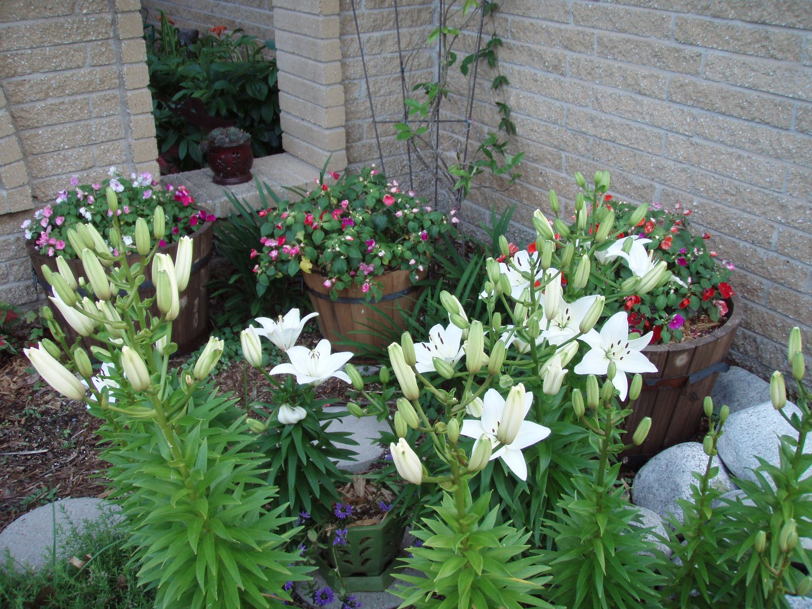 [front+right+white+lillies.JPG]