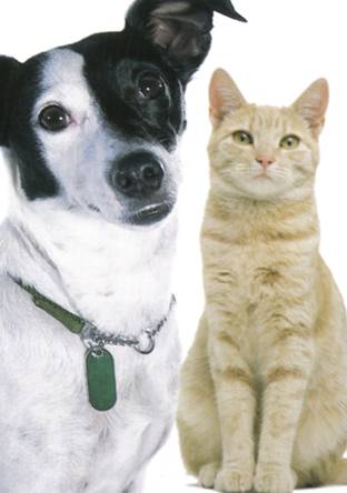 [dog+and+cat+together.jpg]