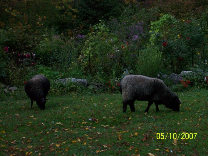 [North+Bend+Farm_Sheep+on+the+Lawn.jpg]