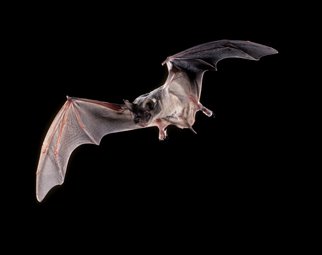 [Mexican free-tailed Bat.jpg]