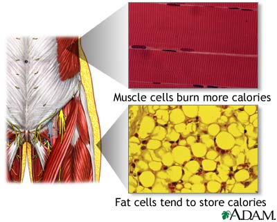 [muscle-cells-vs-fat-cells.jpg]