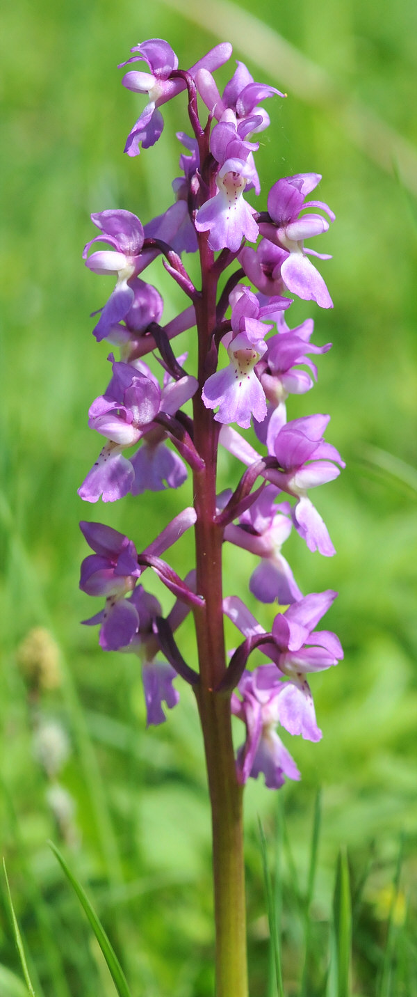 [Early_purple_orchid.jpg]