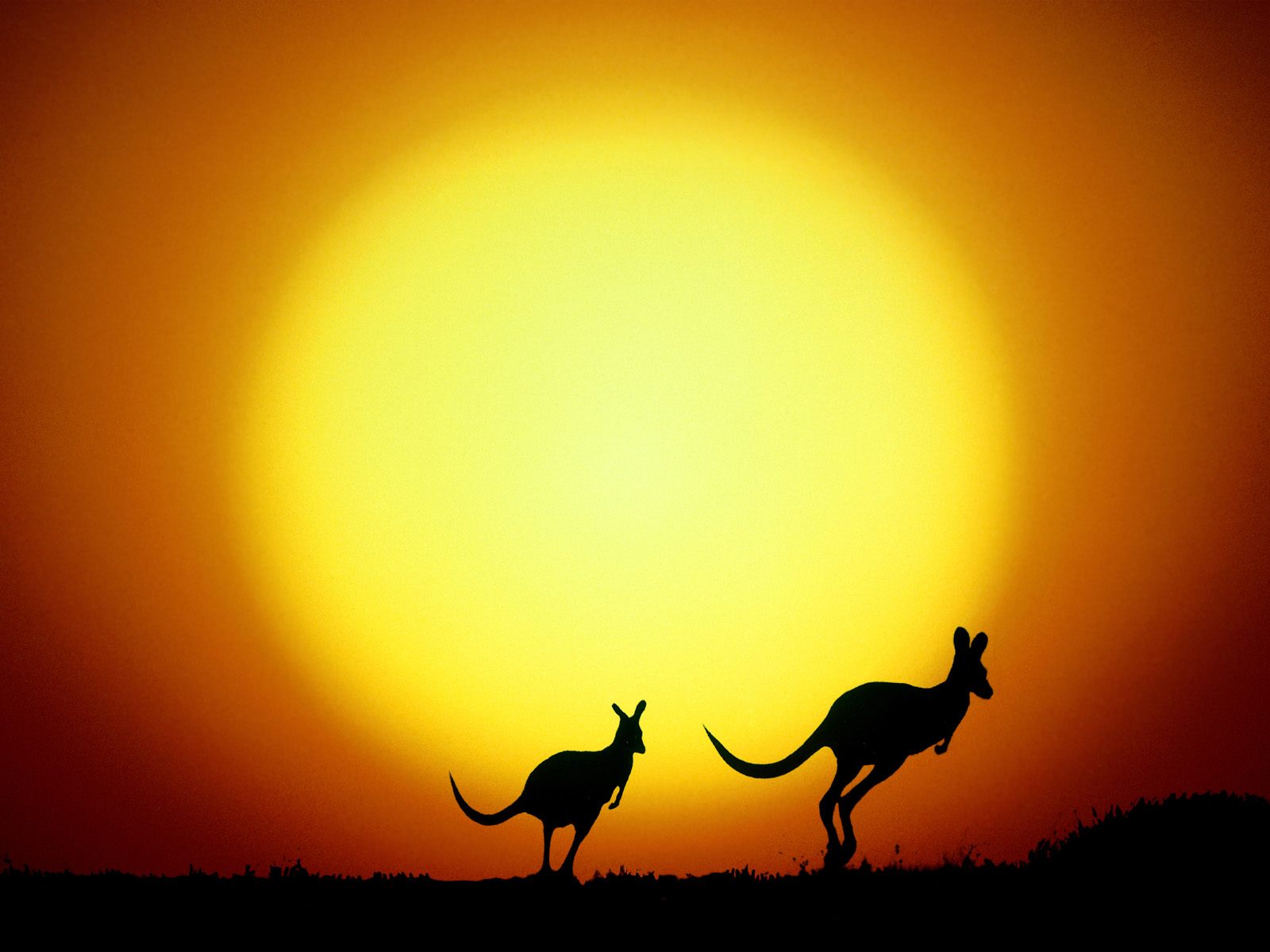 [The Kangaroo Hop, Australia.jpg]