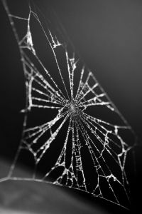 [781191_spiderweb.jpg]