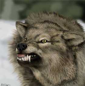 [wolf-angry4.jpg]