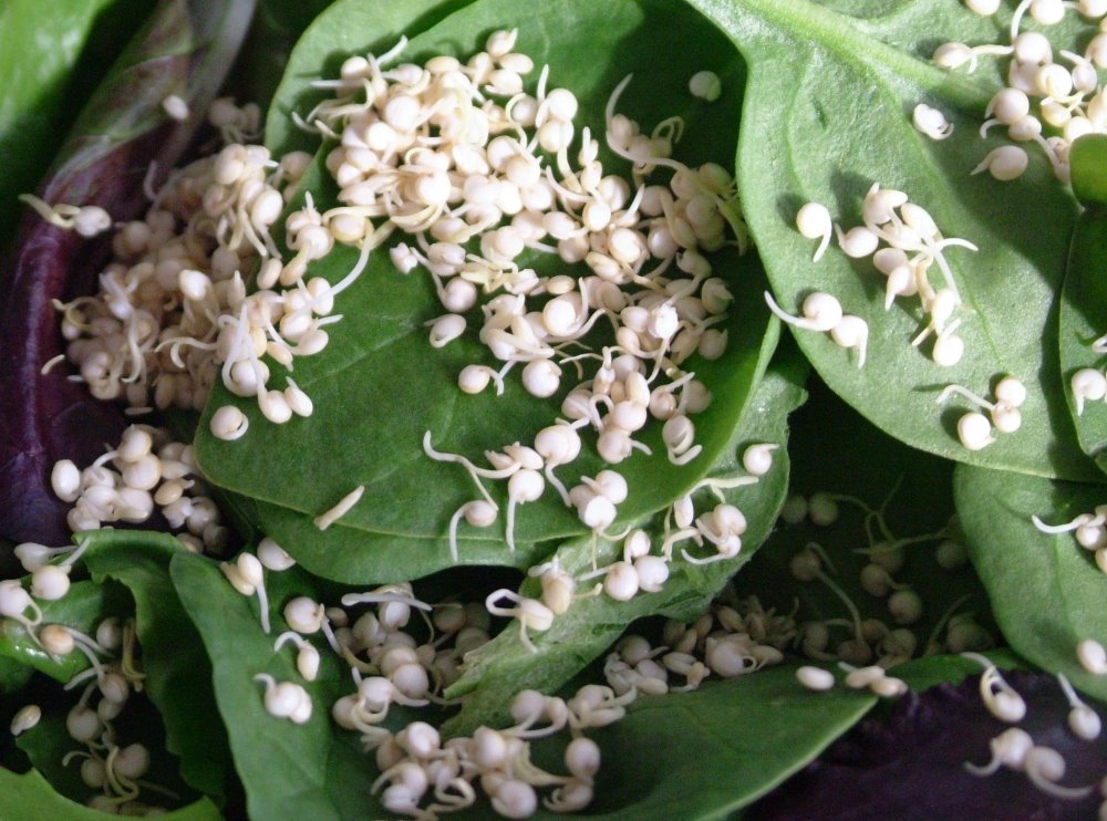 [Sprouting+quinoa.jpg]