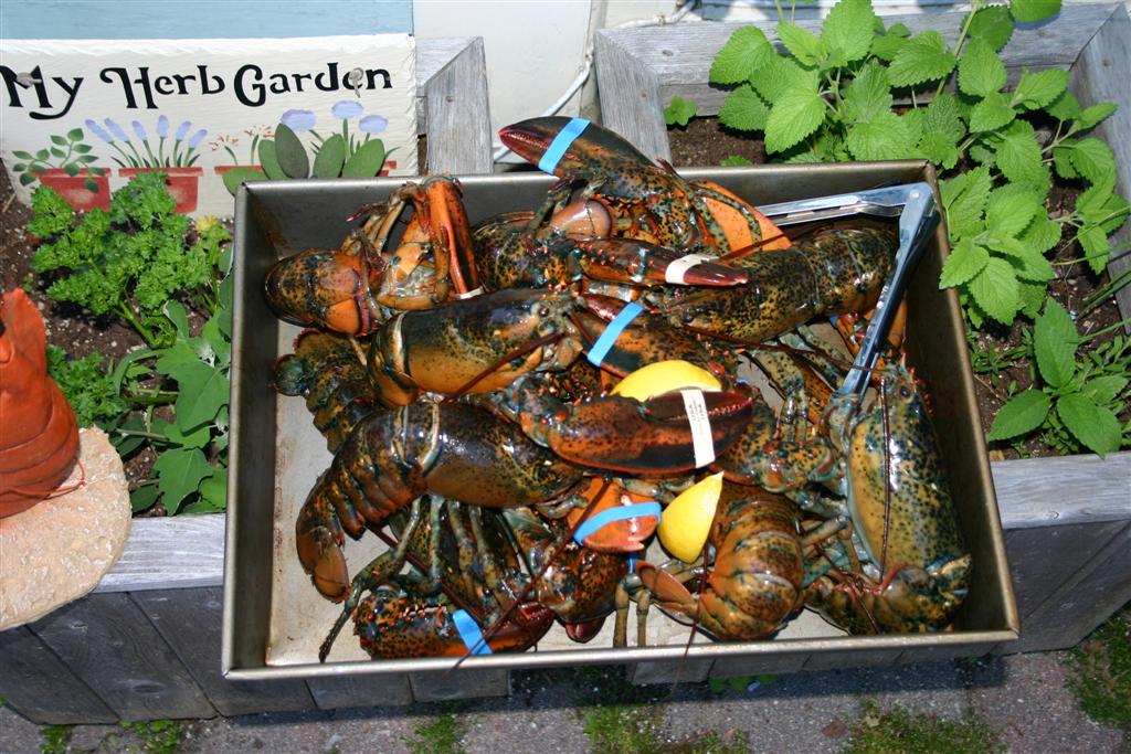 [Lobster01.jpg]