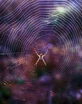 [spiderweb1.jpg]